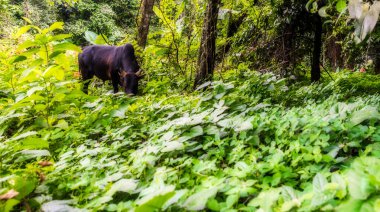 Yağmur ormanları alanında Tay inekler otlatma
