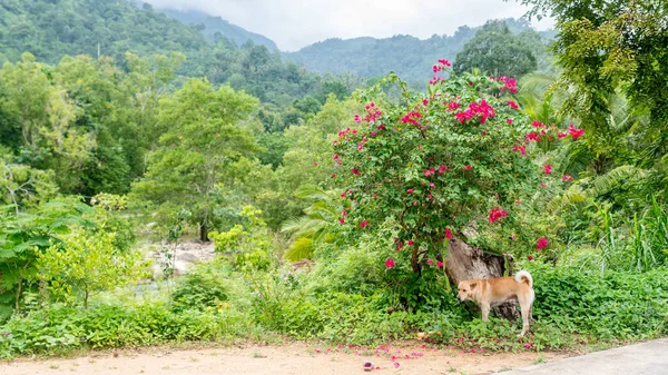 Dog standing next to flowering bush