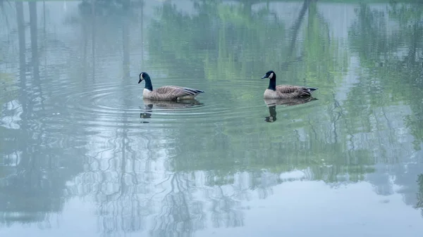 Dois gansos do Canadá em um lago — Fotografia de Stock