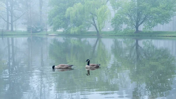 Dois gansos do Canadá em um lago — Fotografia de Stock