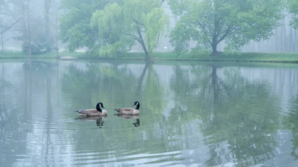 Dois gansos do Canadá em um lago — Fotografia de Stock