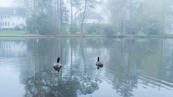 Dois gansos do Canadá em um lago — Fotografia de Stock