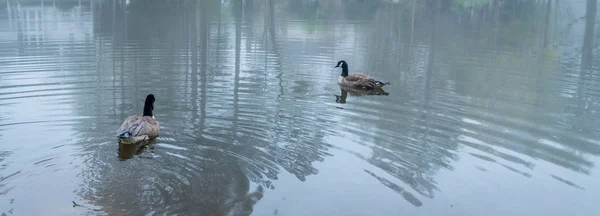 Dois gansos do Canadá em um lago — Fotografia de Stock