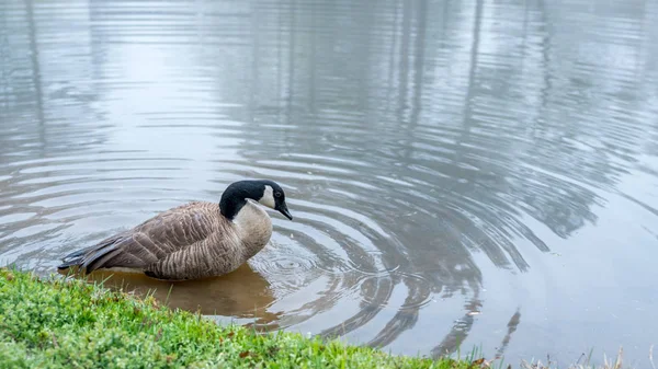 Dois gansos do Canadá em um lago — Fotografia de Stock