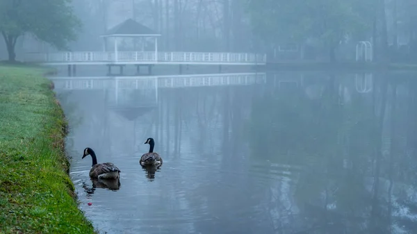 Dois gansos do Canadá em um lago — Fotografia de Stock