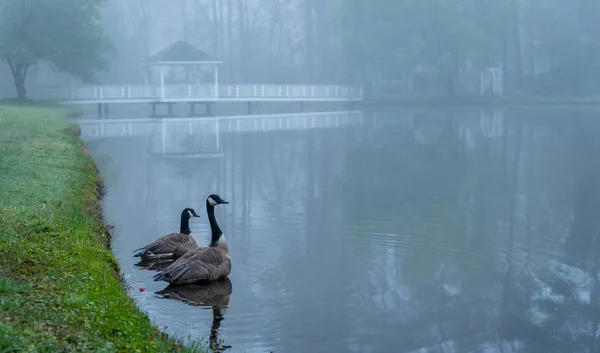 Dois gansos do Canadá em um lago — Fotografia de Stock