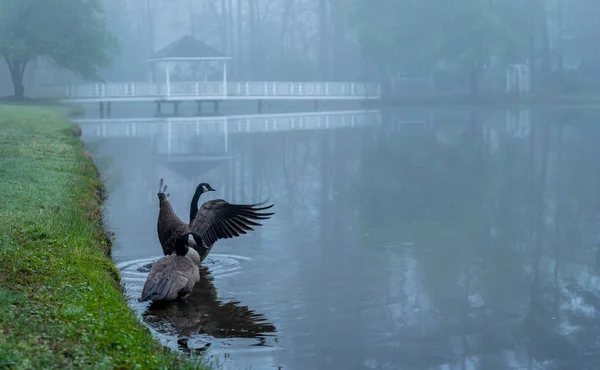 Dois gansos do Canadá em um lago — Fotografia de Stock