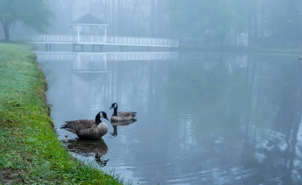 Dois gansos do Canadá em um lago — Fotografia de Stock