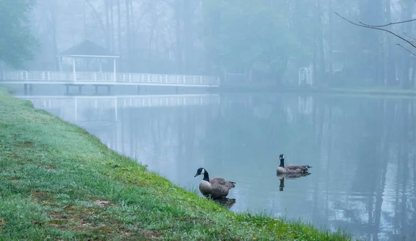 Dois gansos do Canadá em um lago — Fotografia de Stock