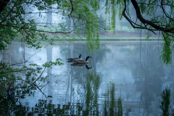 Two Canada Geese on a pond — Stock Photo, Image