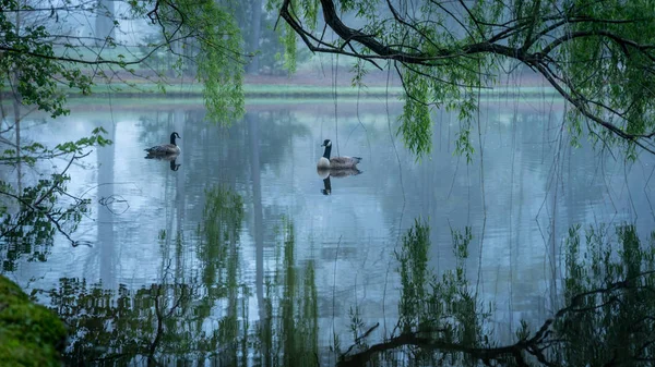 Two Canada Geese on a pond — Stock Photo, Image