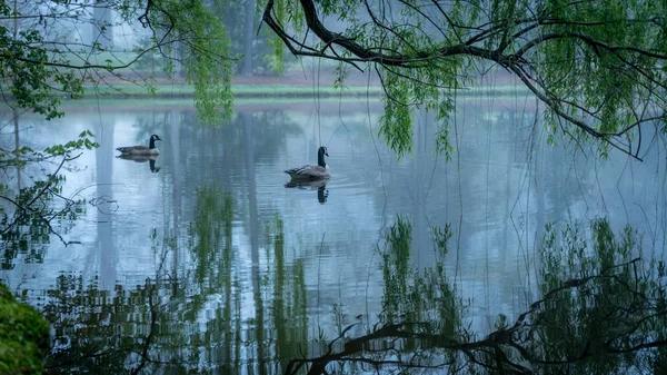 Dois gansos do Canadá em um lago — Fotografia de Stock