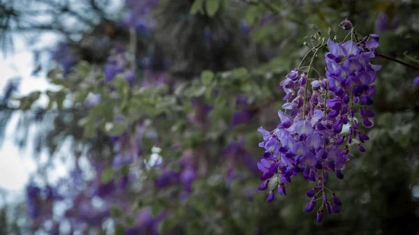 Цветы вистерии, свисающие с дерева — стоковое фото