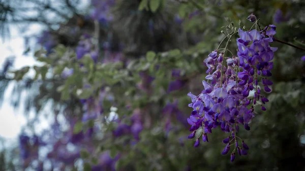 Grupp av Wisteria blommor hängande från trädet — Stockfoto