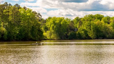 Arka planda ağaçlar la göl kürek mürettebat teknede Adam