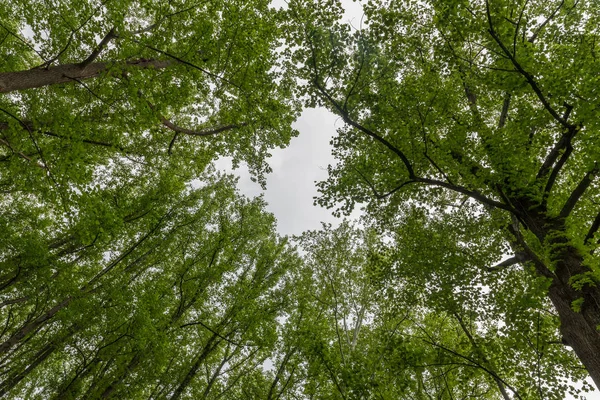 Olhando para cima em árvores com o céu no meio — Fotografia de Stock