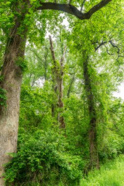 Ormanda yapraklarla kaplı ağaçlar