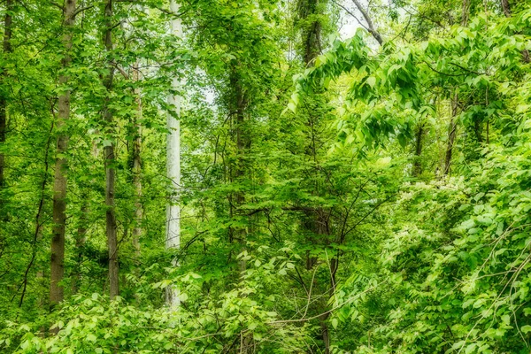 Árboles cubiertos de hojas en el bosque — Foto de Stock