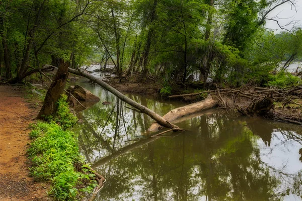 Trees fallen in the river with reflections in the water