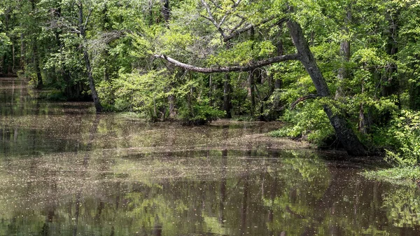Swampy river off highway in Virginia — Stock Photo, Image