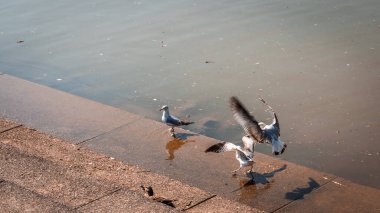 Nehrin kıyısında bir grup martı ve ördek.