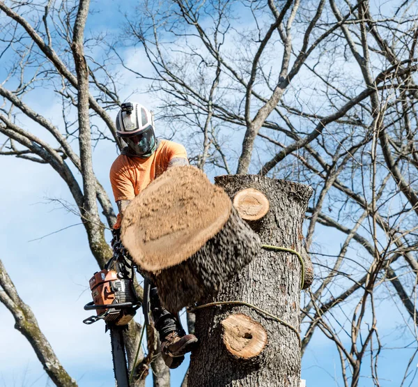 Worker Chainsaw Helmet Hanging Rope Cutting Tree — Stock Photo, Image