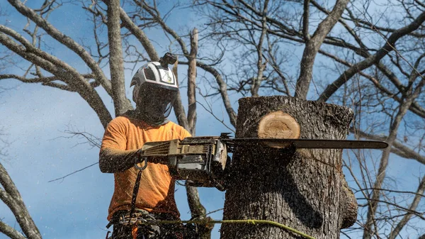 Pracovník Motorovou Pilou Helmou Visící Laně Kácející Strom — Stock fotografie