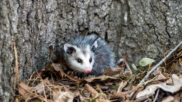 Opossum Bambino Con Naso Rosa Piedi Foglie Davanti All Albero Fotografia Stock