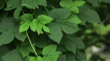 Ormandaki parlak orman yeşillikleri. Sıra dışı bitki örtüsü sallanan bir arka plan