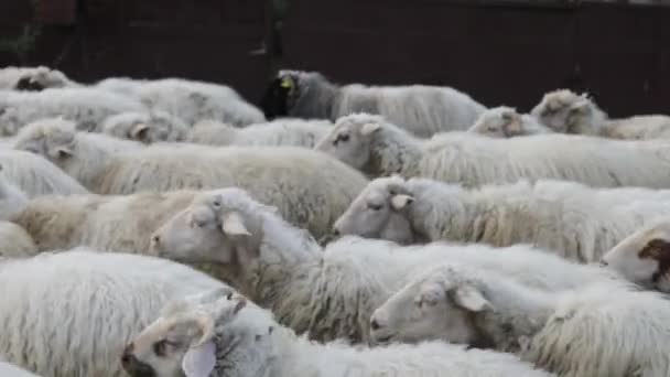 Herd of sheep is on the road — Stock Video