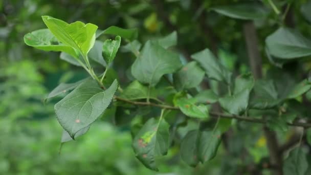Fényes erdei zöldek az erdőben. Háttér szokatlan növény lombozat — Stock videók