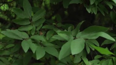 Ormandaki parlak orman yeşillikleri. Sıradışı bitki yaprağına sahip bir arka plan 