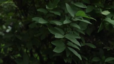 Ormandaki parlak orman yeşillikleri. Sıradışı bitki yaprağına sahip bir arka plan 