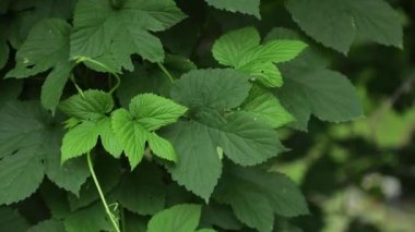 Ormandaki parlak orman yeşillikleri. Sıradışı bitki yaprağına sahip bir arka plan 