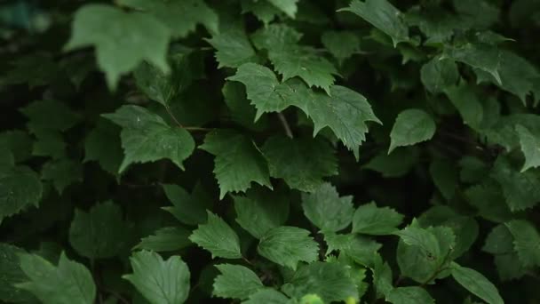 Ljusa skogsgröna i skogen. Bakgrund med ovanliga växtarter — Stockvideo