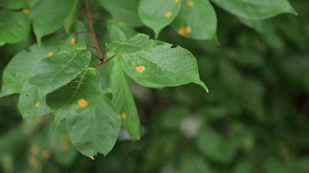 Bright forest greens in the forest. Background with unusual plant foliage — Stock Video