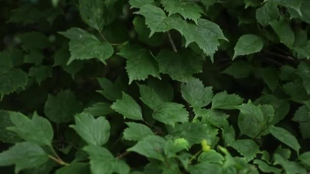 Bosques frondosos verdes en el bosque. Fondo con follaje inusual de plantas. — Vídeos de Stock