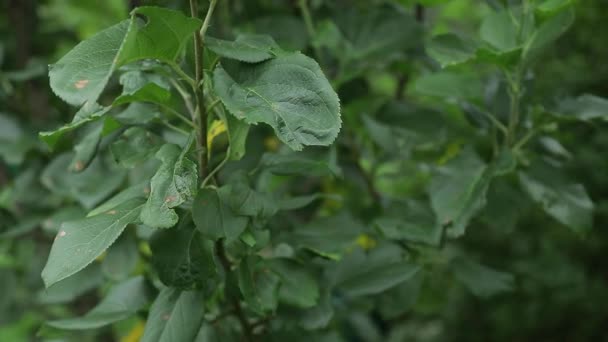 Hutan yang terang hijau di hutan. Latar belakang dengan dedaunan tanaman yang tidak biasa — Stok Video