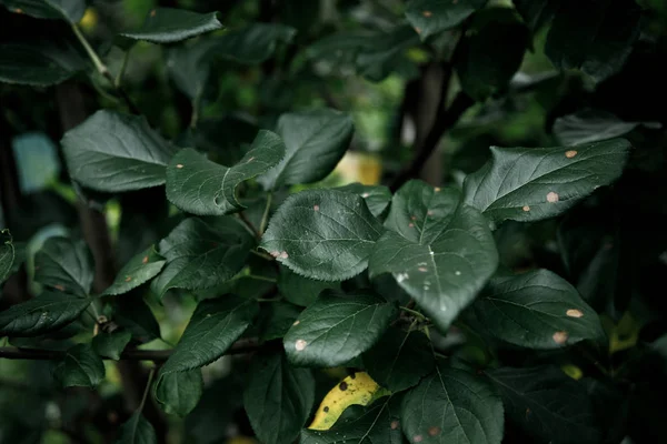 Groene blad textuur, donkergroen gebladerte natuur achtergrond — Stockfoto