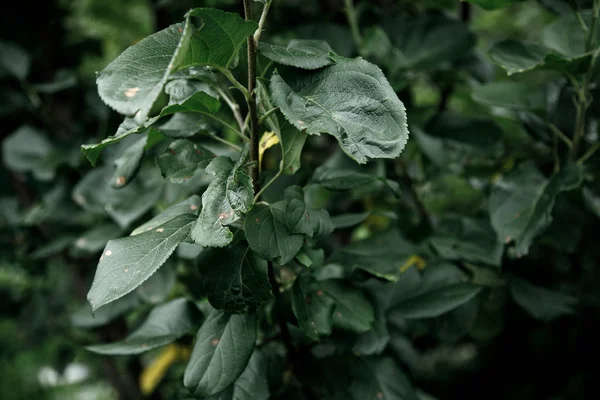 Зеленый лист текстуры, темно-зеленые листья природного фона — стоковое фото
