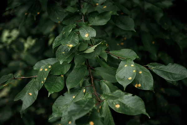 Зеленый лист текстуры, темно-зеленые листья природного фона — стоковое фото