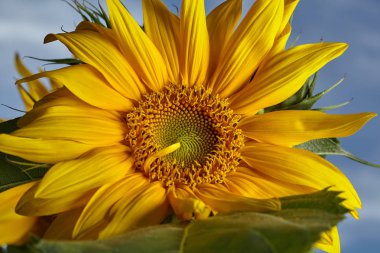 Mavi gökyüzüne karşı ayçiçeğinin yakın görünümü