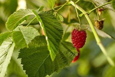 Ev bahçesinde şube ahududu yakın çekim görünümü