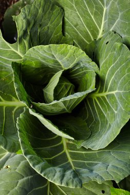 Ev bahçesinde yeşil lahana yakın çekim görünümü