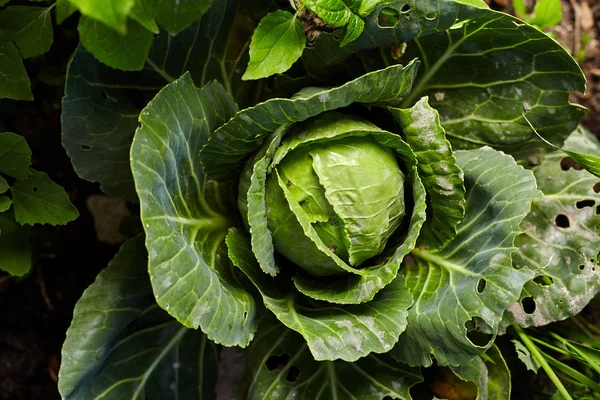 Крупный план зеленой капусты на домашнем саду — стоковое фото