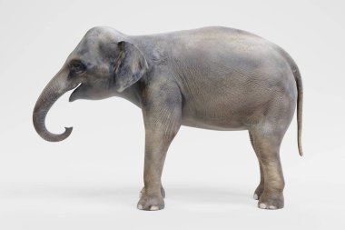 Asya fil - erkek gerçekçi 3d Render