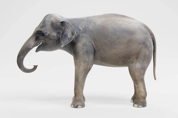 Render Realistico Elefante Asiatico Femmina — Foto Stock