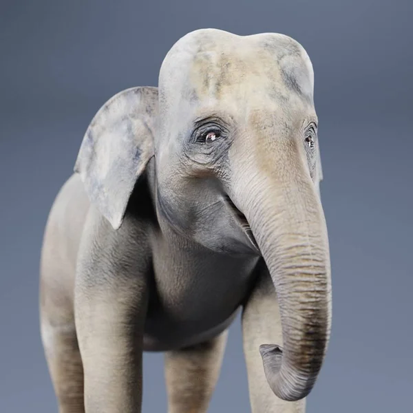 Renderização Realista Elefante Asiático Feminino — Fotografia de Stock