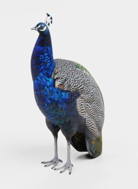 Tavus kuşu gerçekçi 3d Render