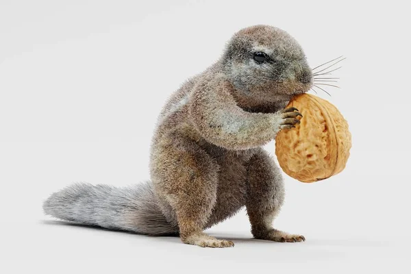 Реалістичні Візуалізації Мису Squirrrel — стокове фото